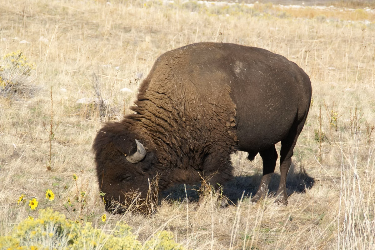 A single bison grazing in dry grass and yellow wildflowers on Antelope Island