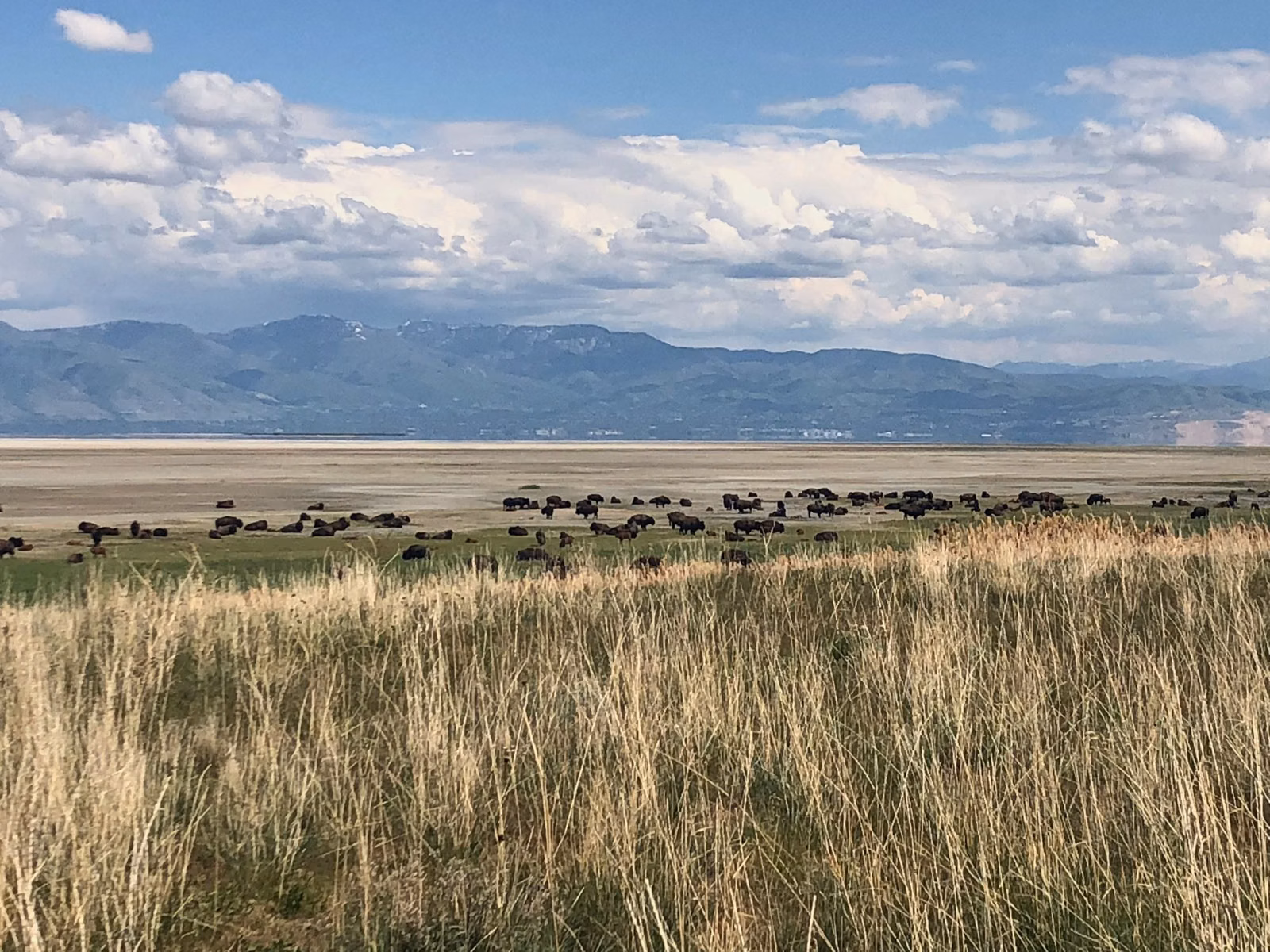 Bison herd grazing on golden grassland on Antelope Island, with the Wasatch Range beyond Great Salt Lake